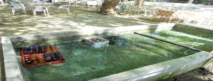 Platania-2012-2-1140x435
